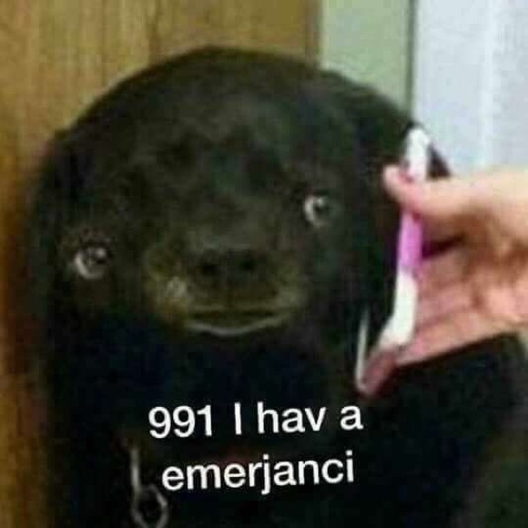 Meet your Posher, Cali - Picture 1 of 1